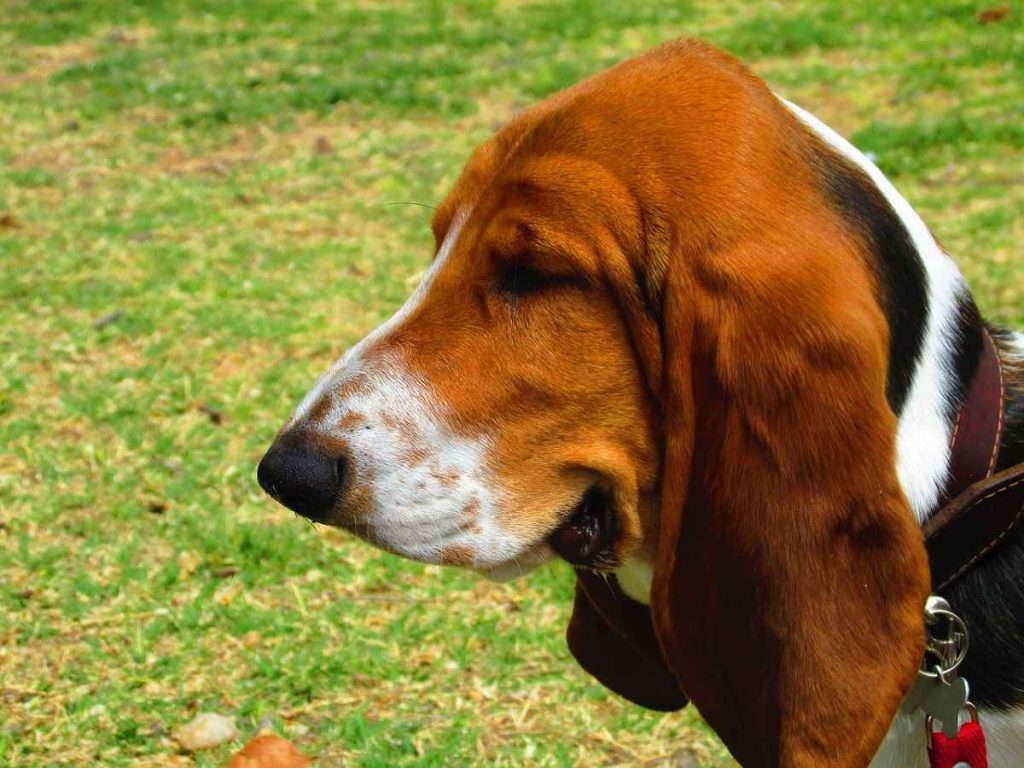 beagle and basset hound mix