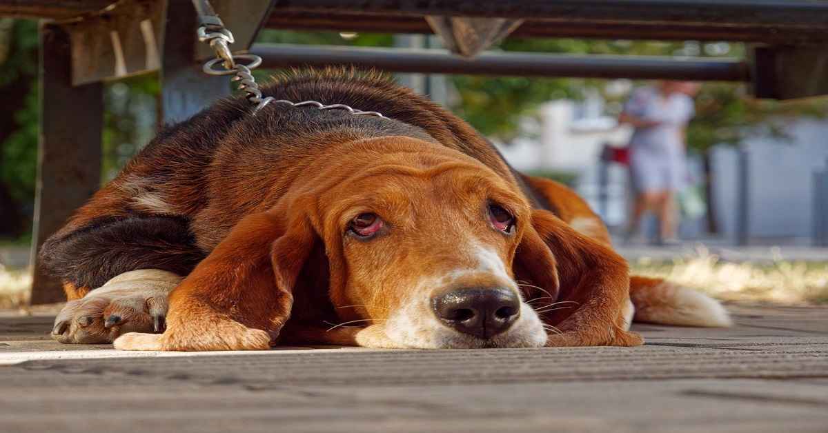 beagle and basset hound mix