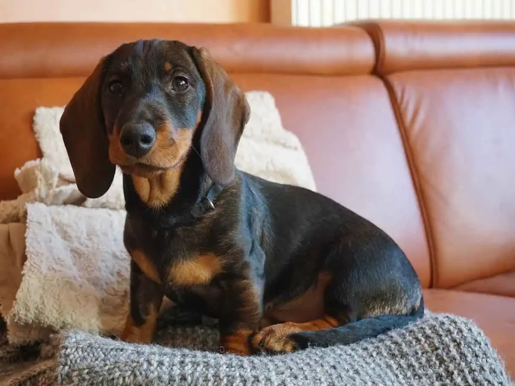 beagle dachshund mix