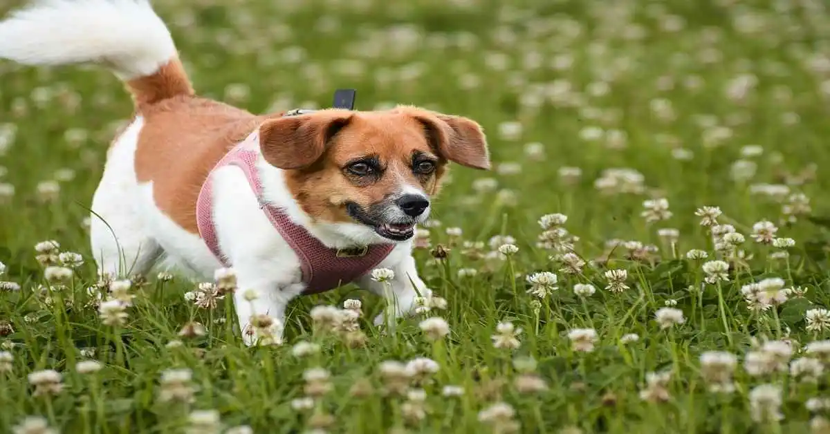 beagle dachshund mix