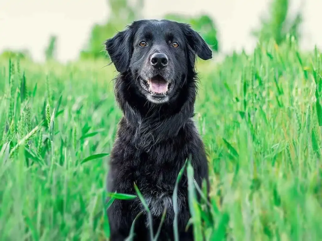 Lab German Shepherd Mix
