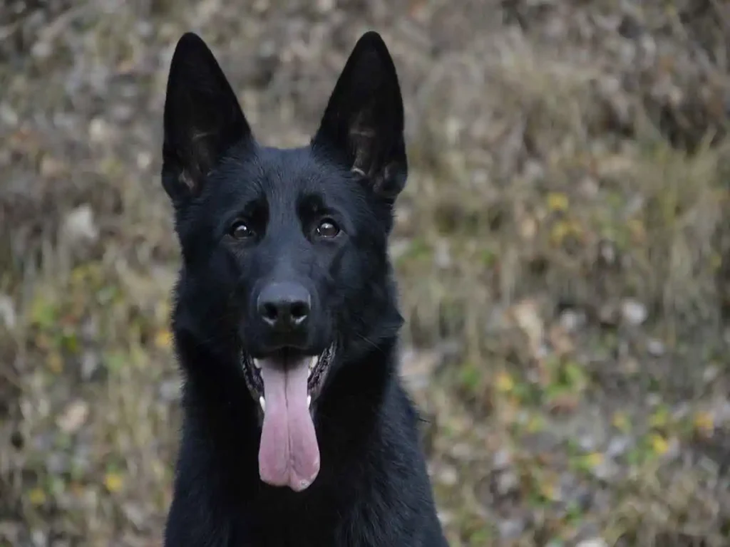 black lab german shepherd mix
