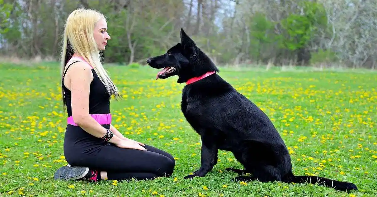 black lab german shepherd mix