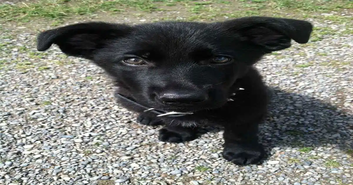 Lab German Shepherd Mix