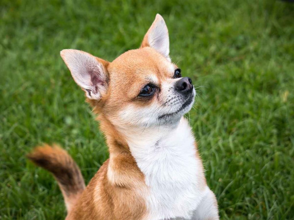 maltese and chihuahua mix dogs