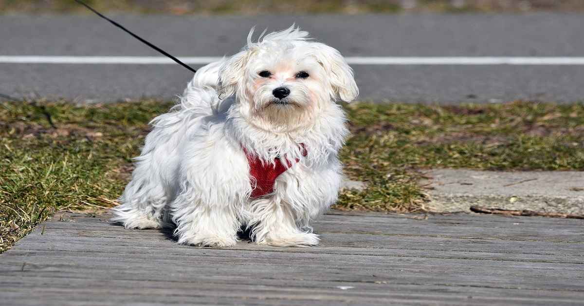 maltese and chihuahua mix dogs
