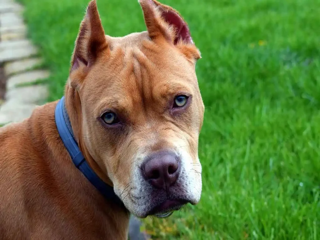 pit bull mixes