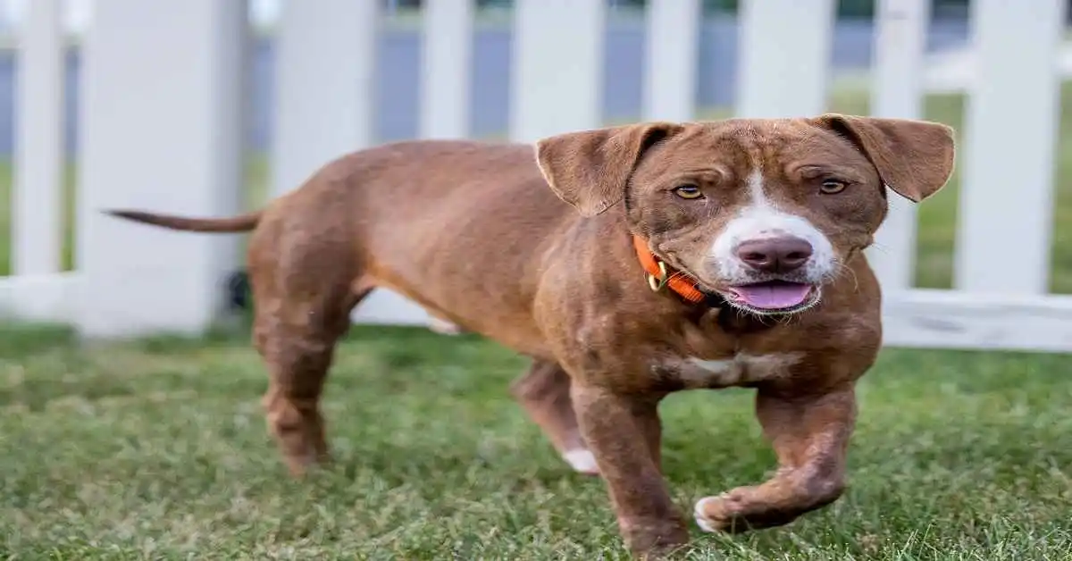 pit bull mixes