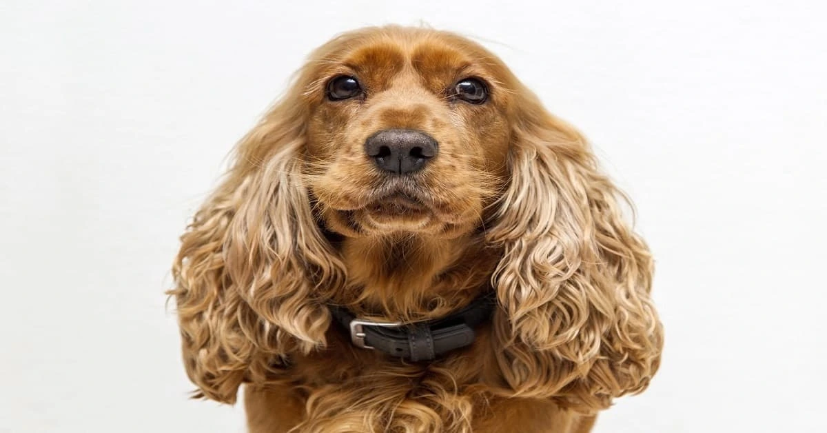 cocker spaniel ingles