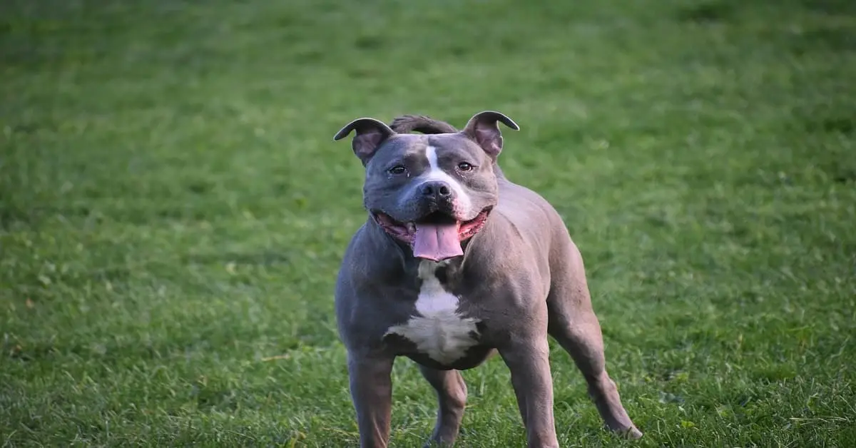 pitbull hybrid dogs