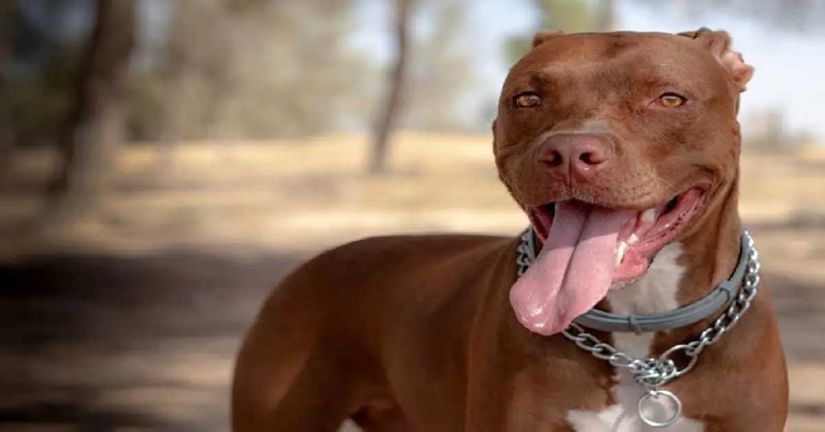 red nose pit