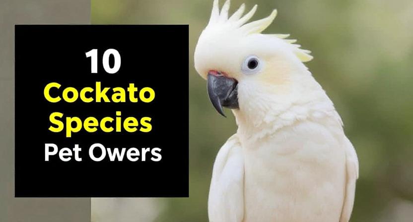 10 Cockatoo Species for Pet Owners
